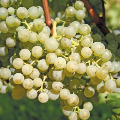 Cabernet blanc Foto Petgen